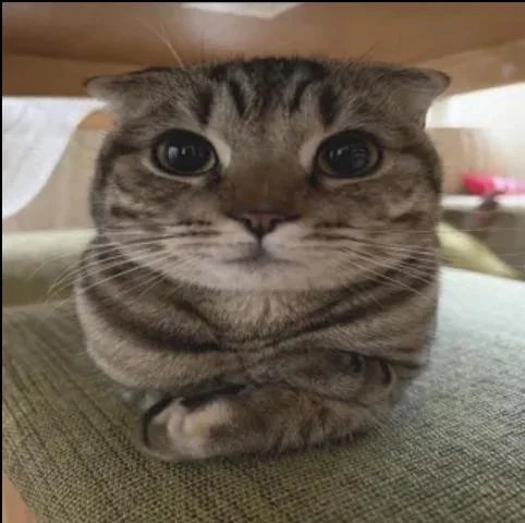 A cat wearing sunglasses